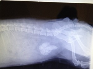 Molly's x-ray showing her bladder full of stones (stones are white on the x-ray)  